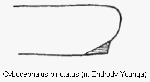 cybocephalus_binotatus_vschn.gif