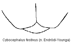 cybocephalus_festivus_fldspitze.gif