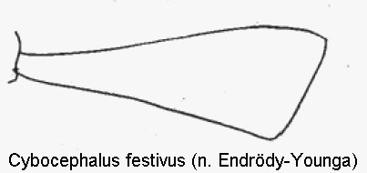cybocephalus_festivus_vschn.gif