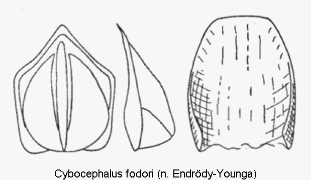 cybocephalus_fodori.gif