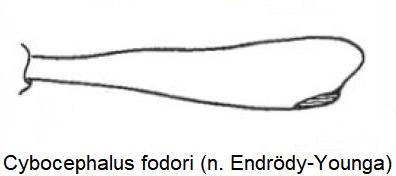 cybocephalus_fodori_vschn.jpg