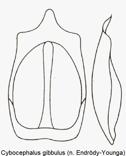 cybocephalus_gibbulus.gif
