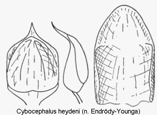 cybocephalus_heydeni.gif