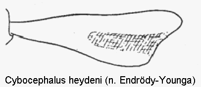 cybocephalus_heydeni_vschn.gif