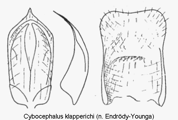 cybocephalus_klapperichi.gif