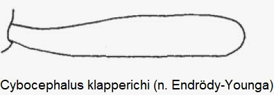 cybocephalus_klapperichi_vschn.gif