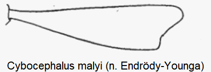 cybocephalus_malyi_vschn.gif