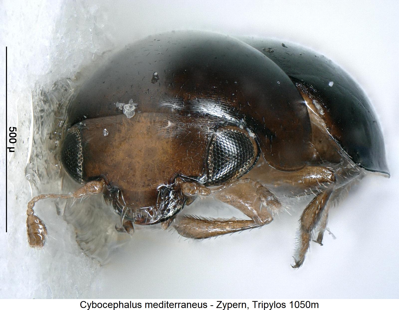 cybocephalus_mediterraneus_vk.jpg