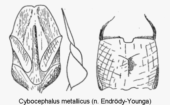 cybocephalus_metallicus.gif