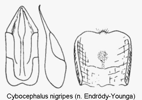 cybocephalus_nigripes.gif