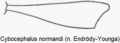 cybocephalus_normandi_vschn.gif