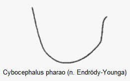cybocephalus_pharao_hsch.gif