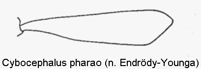 cybocephalus_pharao_vschn.gif