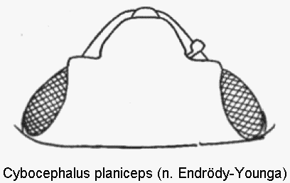 cybocephalus_planiceps_k.gif