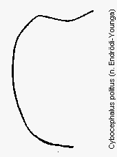 cybocephalus_politus_hsch.gif