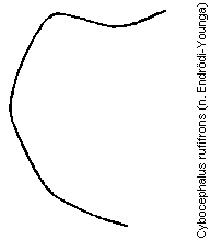 cybocephalus_rufifrons_hsch.gif