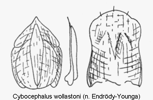 cybocephalus_wollastoni.gif