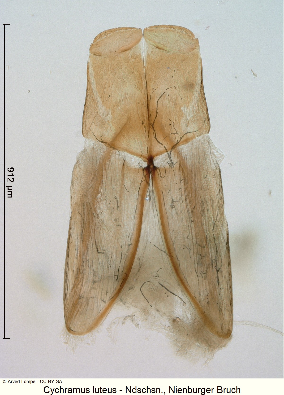 cychramus_luteus_ck35732003_ovi.jpg