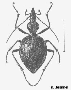 cychrus_dufouri_hab.jpg