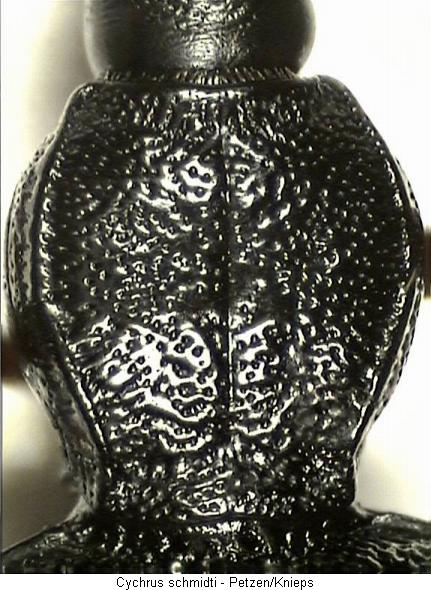 cychrus_schmidti_hsch.jpg