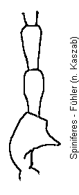 cyclodinus_dentatus_f.gif