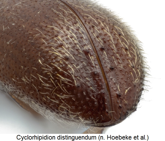 cyclorhipidion_distinguendum_hlb.jpg