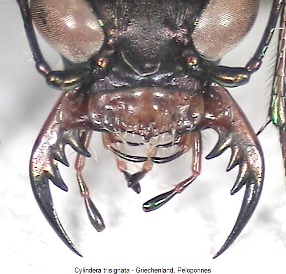 cylindera_trisignata_k.jpg
