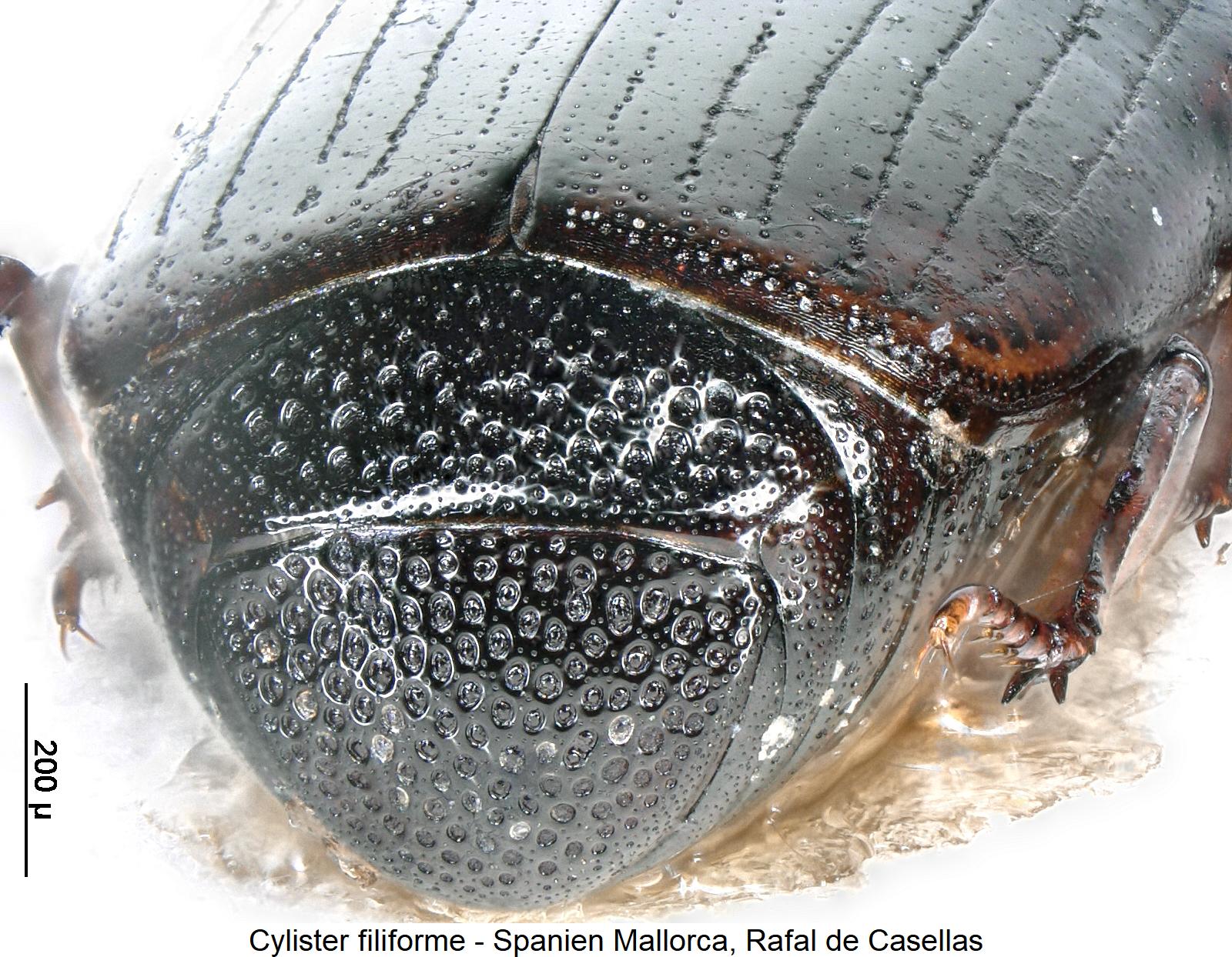 cylister_filiforme_pyg.jpg