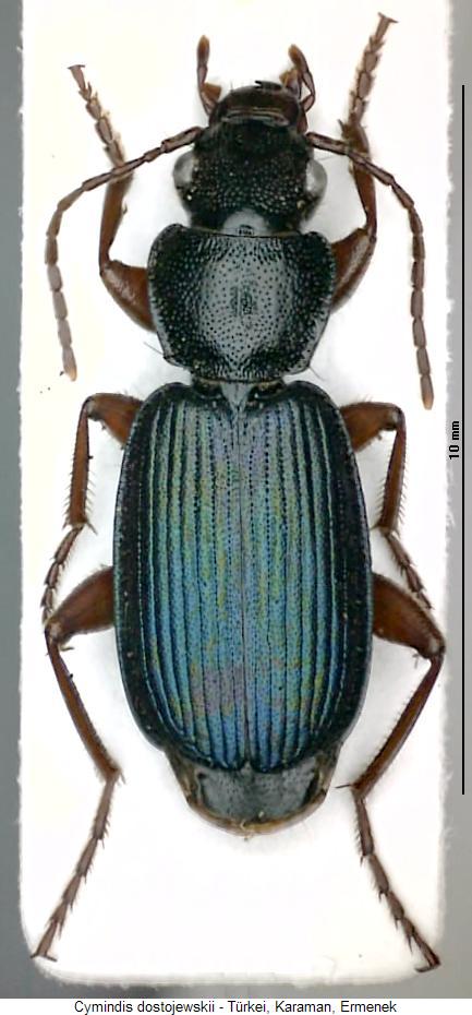 cymindis_dostojewskii_hab.jpg