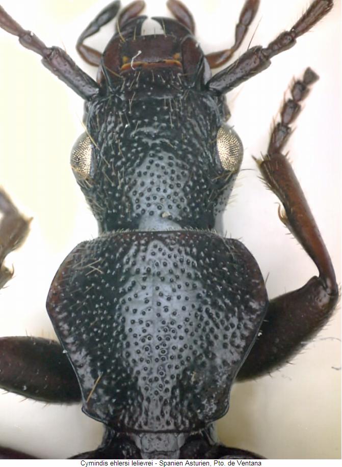 cymindis_ehlersi_vk.jpg