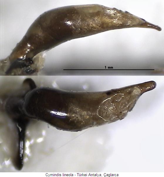cymindis_lineola.jpg