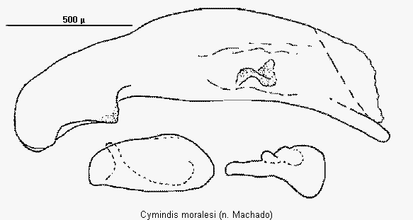 cymindis_moralesi1.gif