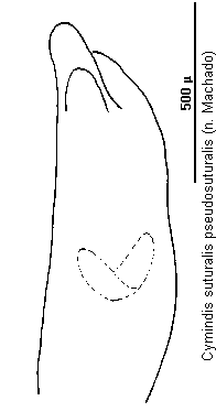 cymindis_pseudosuturalis.gif
