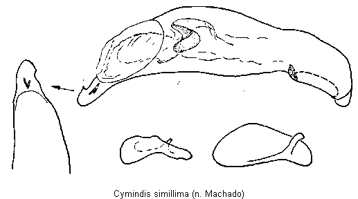cymindis_simillima.gif