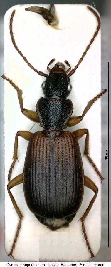 cymindis_vaporariorum_hab2.jpg