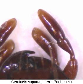 cymindis_vaporariorum_ts.jpg