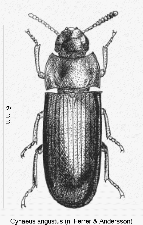 cynaeus_angustus_hab1.gif