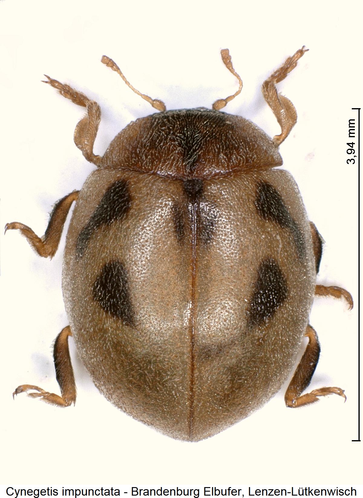 cynegetis_impunctata_hab1.jpg