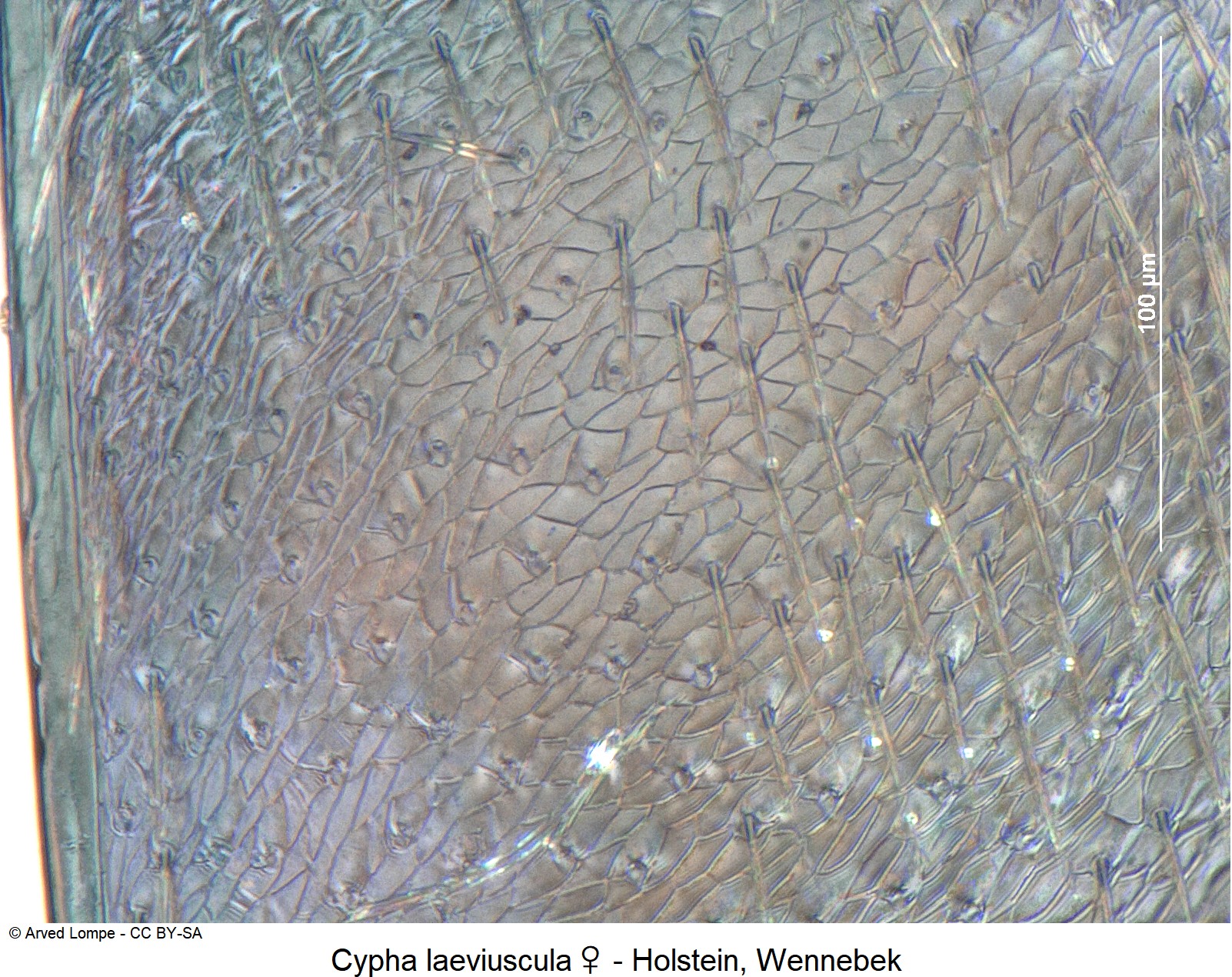 cypha_laeviuscula_ms.jpg
