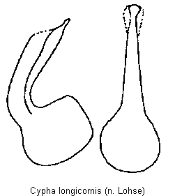 cypha_longicornis.gif