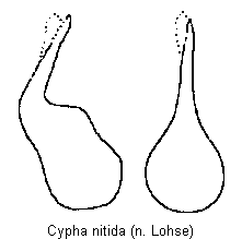cypha_nitida.gif