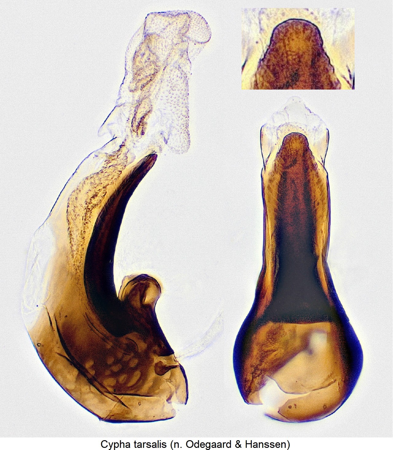 cypha_tarsalis.jpg