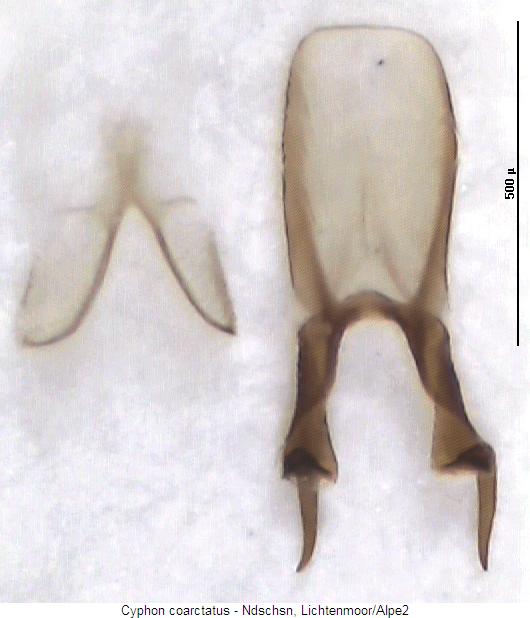 cyphon_coarctatus.jpg