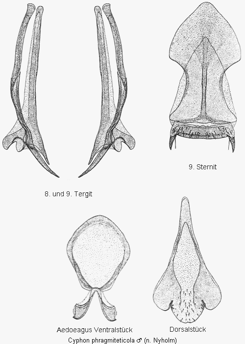 cyphon_phragmiteticola.gif