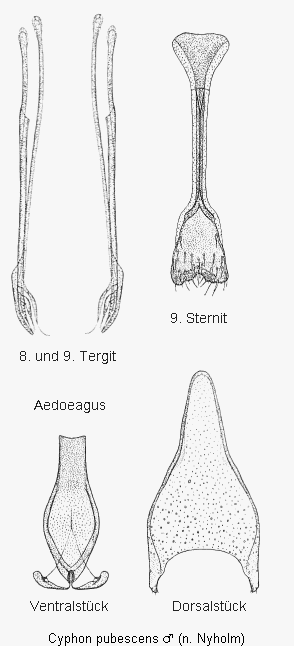 cyphon_pubescens.gif