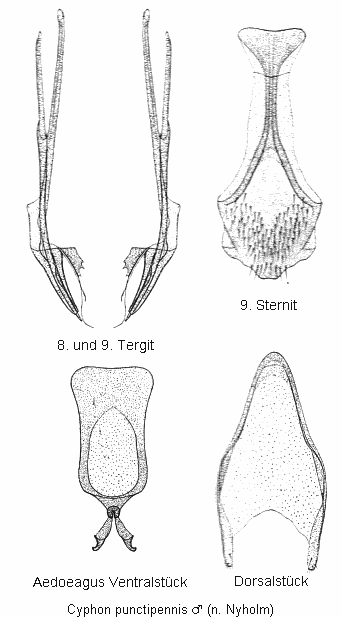 cyphon_punctipennis.gif