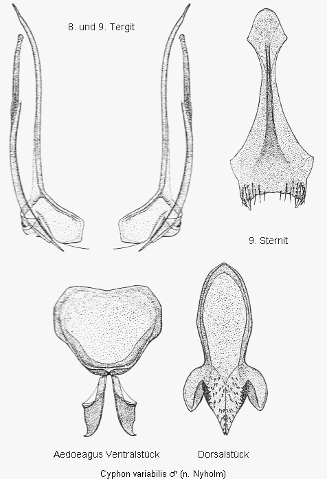 cyphon_variabilis.gif