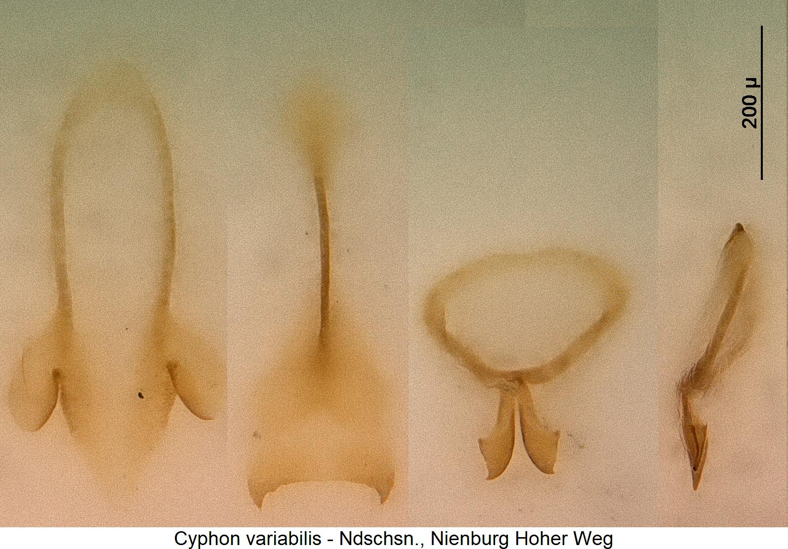 cyphon_variabilis1.jpg