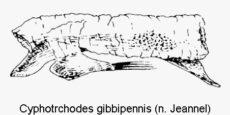 cyphotrchodes_gibbipennis.gif