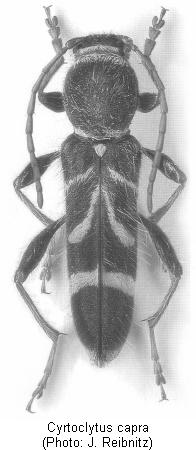 cyrtoclytus_capra_hab.jpg